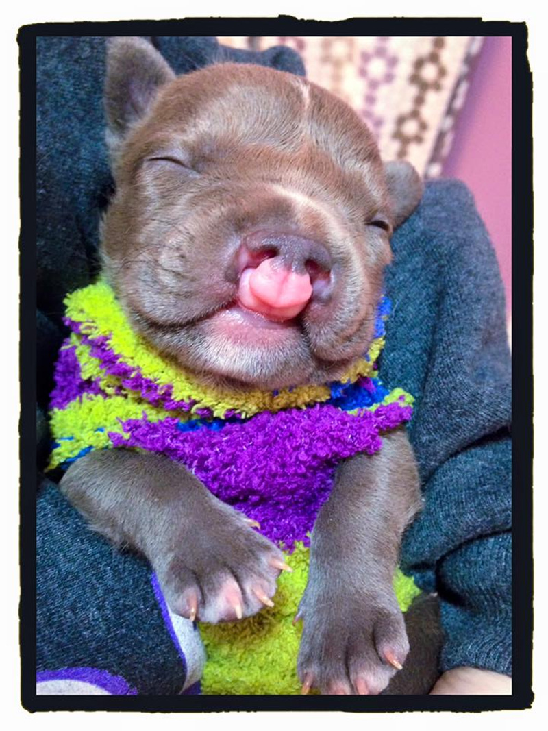 PIC BY KENNEDY ZAROUR / CATERS NEWS - (PICTURED: After enduring a Caesarean section on March 8, Natalie Zarour managed to capture her husband Kennedys reaction to finding out she has given birth to a son after having had five daughers, leading him to shot I got a boy as he walks around the operating room with his hands on his head gobsmacked.) - This dad had a hilariously excited reaction to finding out he has a son after having had five girls in a row. Anxious Kennedy Zarour sat in with expectant wife Natalie who was filming her husbands reaction while she had a Caesarean section on March 8. Wearing a surgical mask, the dad-of-six confirms he wants to know the gender of his baby and when a nurse tells him its a boy he jumps straight out of his seat and starts shouting. After screaming at the top of the lungs oh my god, I love it and yeah baby, I got a boy and giving his wife a kiss, Kennedy is asked to sit down by one of the doctors. - SEE CATERS COPY